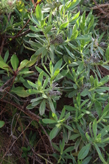 Lobostemon montanus, photograph (c) Tony Rebelo, some rights reserved (CC BY-SA)