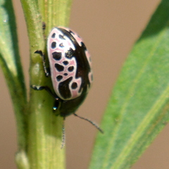 Calligrapha diversa