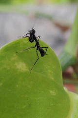 Odontomantis planiceps