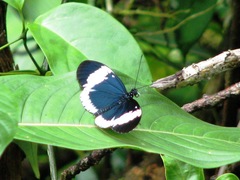 Heliconius sapho sapho