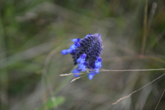 Salvia stachyoides