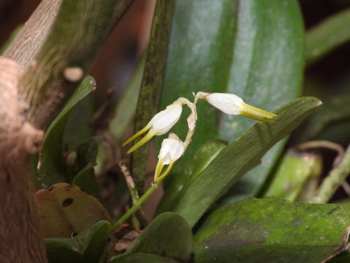 Masdevallia strumifera, photograph 5