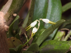 Masdevallia strumifera, photograph (c) Francisco Sánchez Karste, some rights reserved (CC BY)