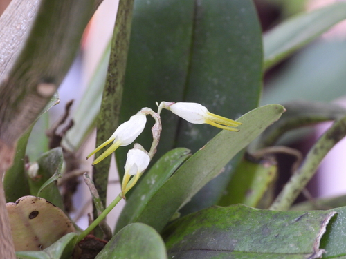 Masdevallia strumifera, photograph 6