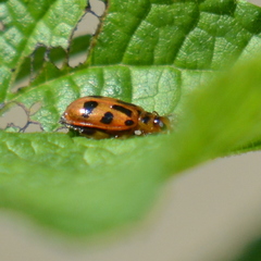 Systena nigroplagiata
