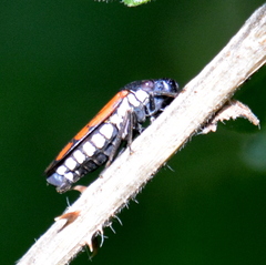 Oncometopia rufipennis