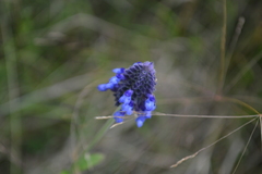 Salvia stachyoides