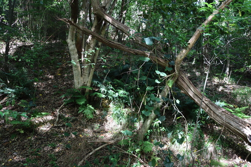 Polystichum pungens, photograph 6