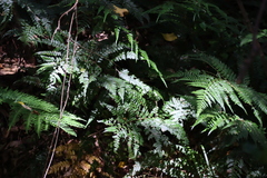 Polystichum pungens, photograph (c) Tony Rebelo, some rights reserved (CC BY-SA)