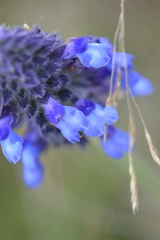 Salvia stachyoides