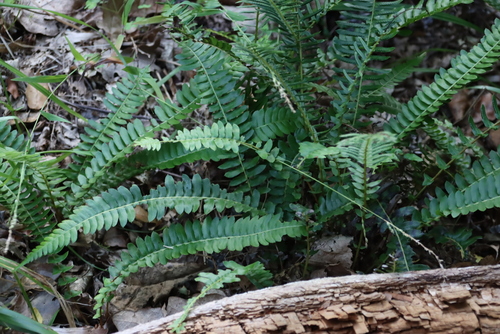 Image of Blechnum australe by (c) Tony Rebelo, some rights reserved (CC BY-SA)