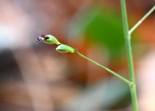 Image of Dichanthelium boscii by (c) Amber M. King, some rights reserved (CC BY)