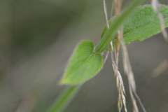 Salvia stachyoides