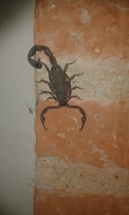 Centruroides margaritatus