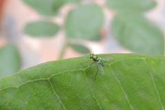Dolichopodidae