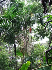 Oenocarpus mapora