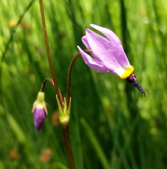 Primula tetrandra