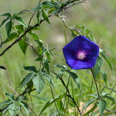 Ipomoea pubescens