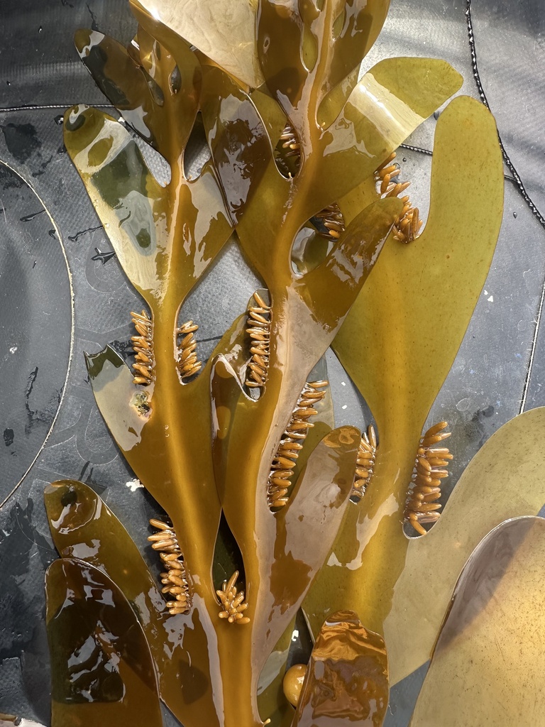 Seirococcaceae