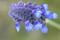 Salvia stachyoides
