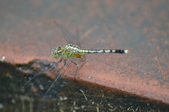 Diplacodes trivialis