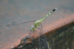 Diplacodes trivialis