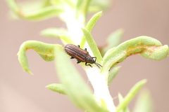 Microrhopala rubrolineata