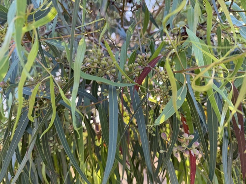 Corymbia citriodora