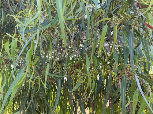 Corymbia citriodora