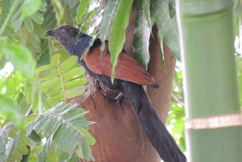 Centropus sinensis