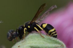 Ancistrocerus trifasciatus