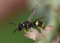 Ancistrocerus trifasciatus