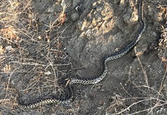 Pituophis catenifer