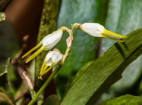 Masdevallia strumifera, photograph 4