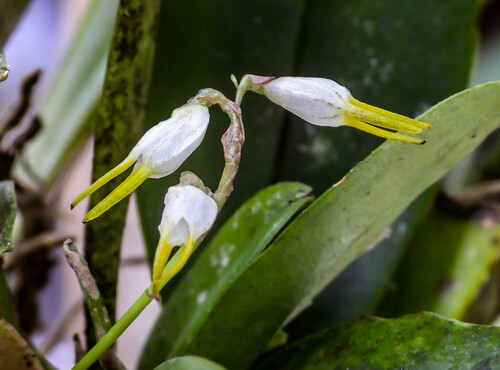 Masdevallia strumifera, photograph 3