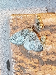 Hydriomena renunciata
