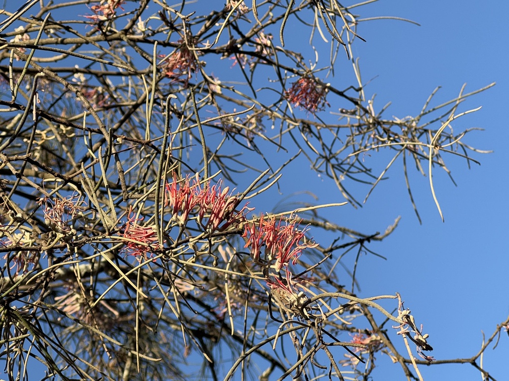 Amyema linophylla (Amyema linophylla)