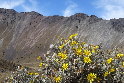 Senecio mairetianus, photograph 4
