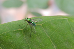 Dolichopodidae