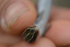 Plestiodon lynxe lynxe