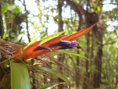Tillandsia multicaulis