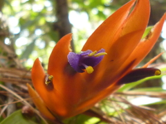 Tillandsia multicaulis