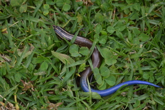 Plestiodon lynxe lynxe