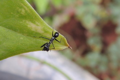 Odontomantis planiceps