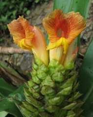 Costus guanaiensis