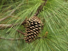 Pinus pseudostrobus apulcensis