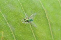 Dolichopodidae