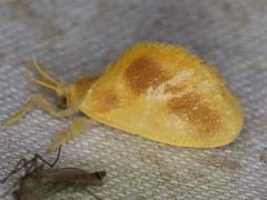 Dalceridae