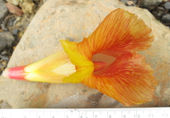 Costus guanaiensis