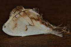 Dalceridae